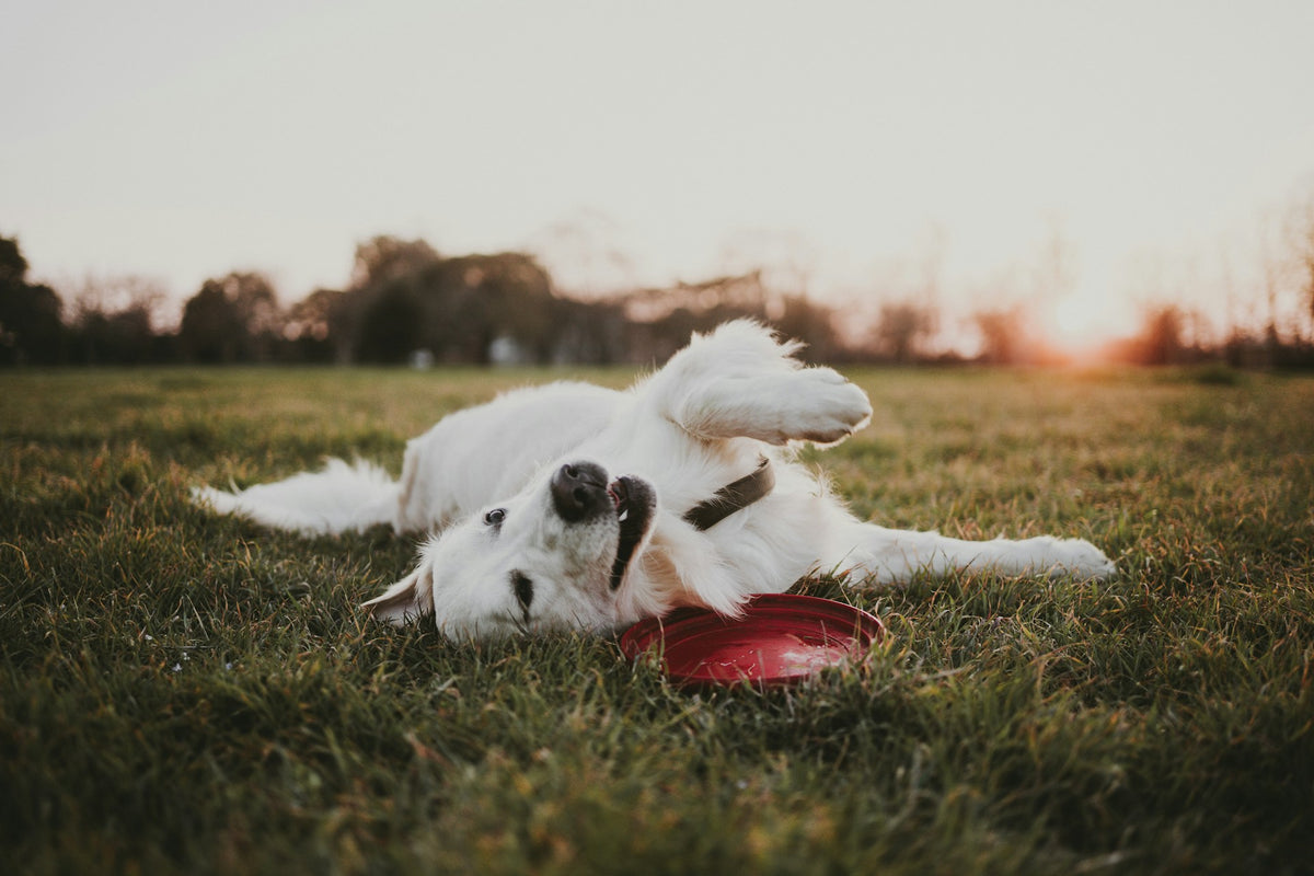 maeva-vigier-ILRLpGCFsPE-unsplash