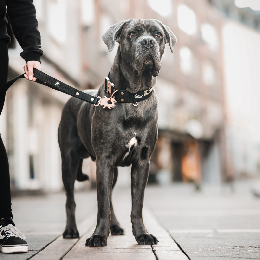 Smycz z dodatkową rączką - Guard Leash Czerwona
