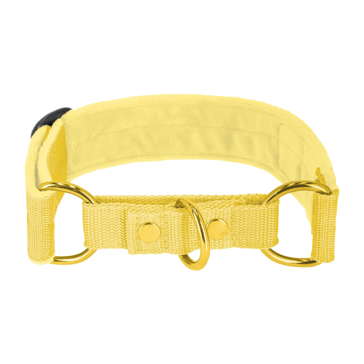 obroża_złota_gold_yellow_2_min